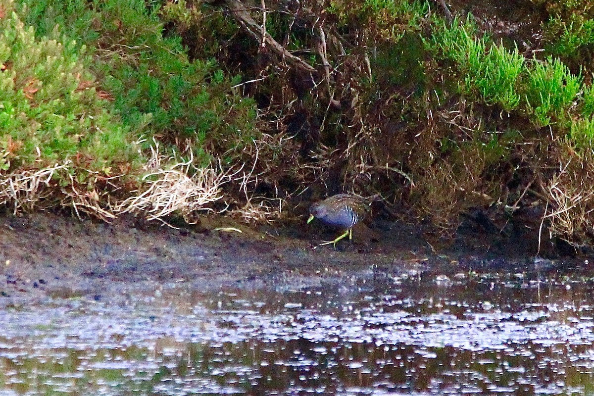 Australian Crake - ML611703910