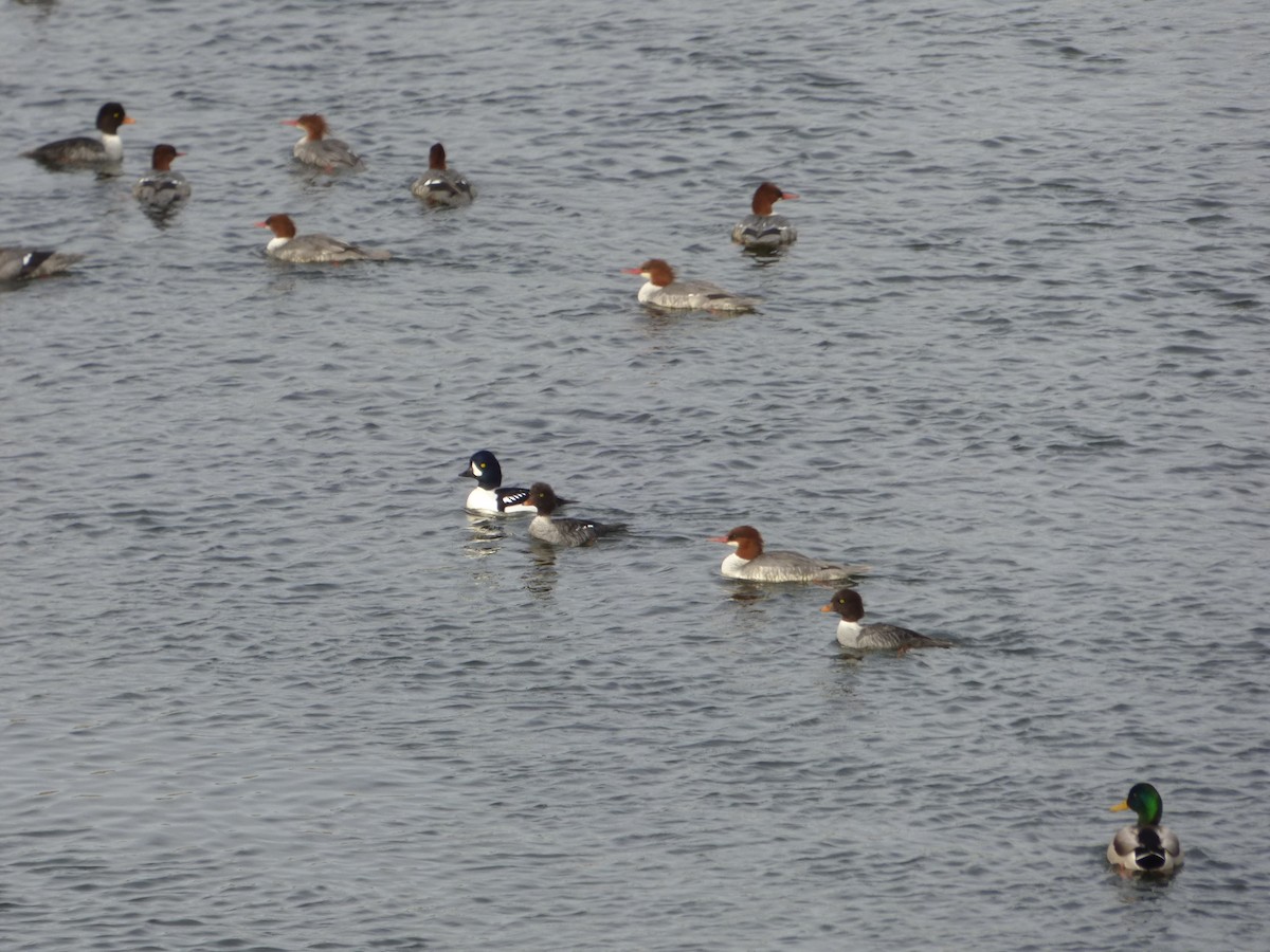 Barrow's Goldeneye - ML611703915