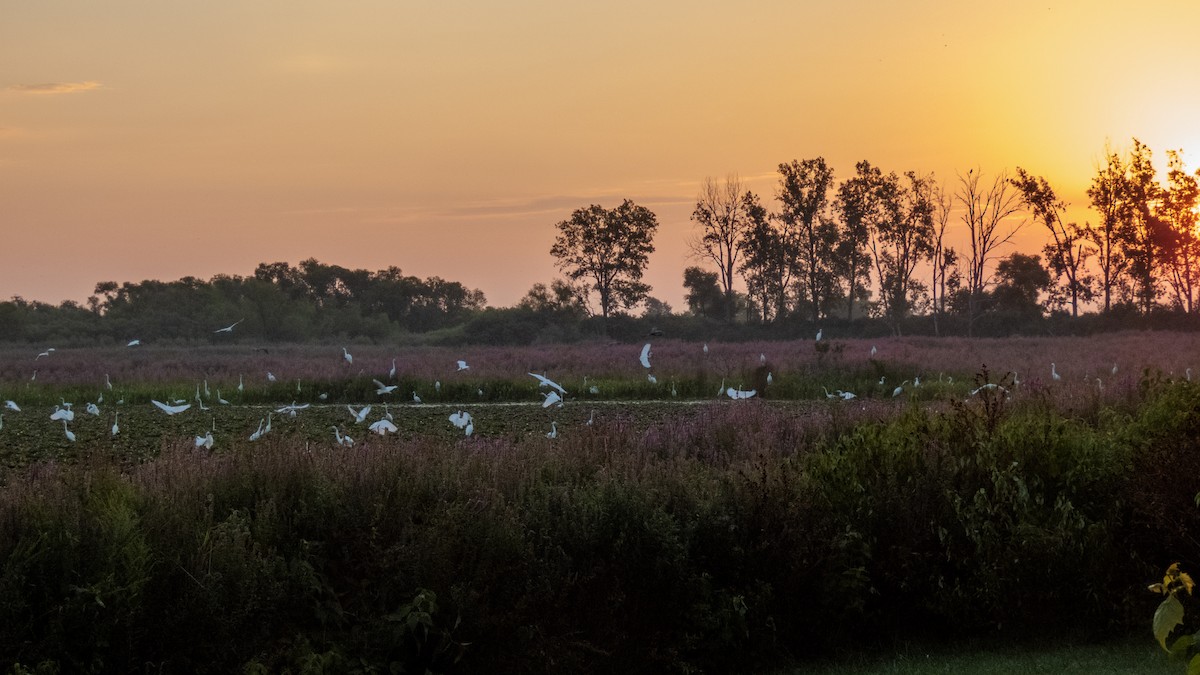 Great Egret - ML611703923