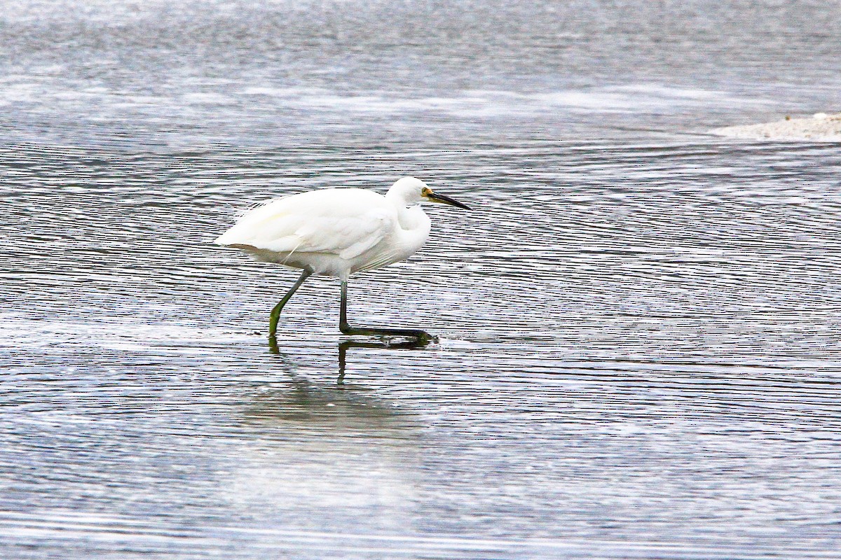 Little Egret - ML611703940