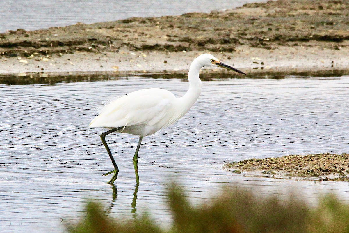 Little Egret - ML611703942