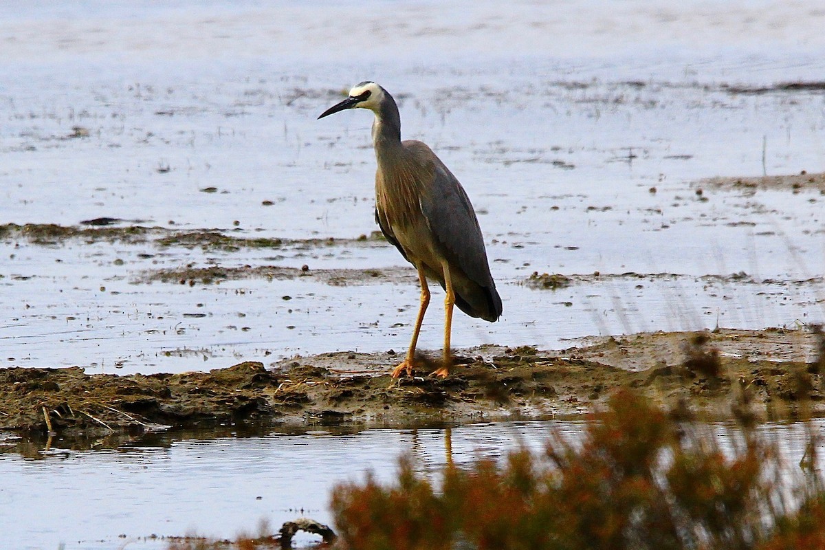 White-faced Heron - ML611703966