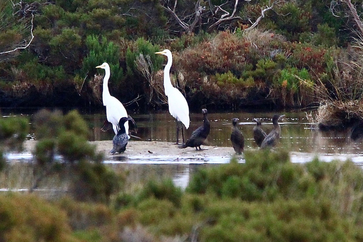 Great Egret - ML611703986