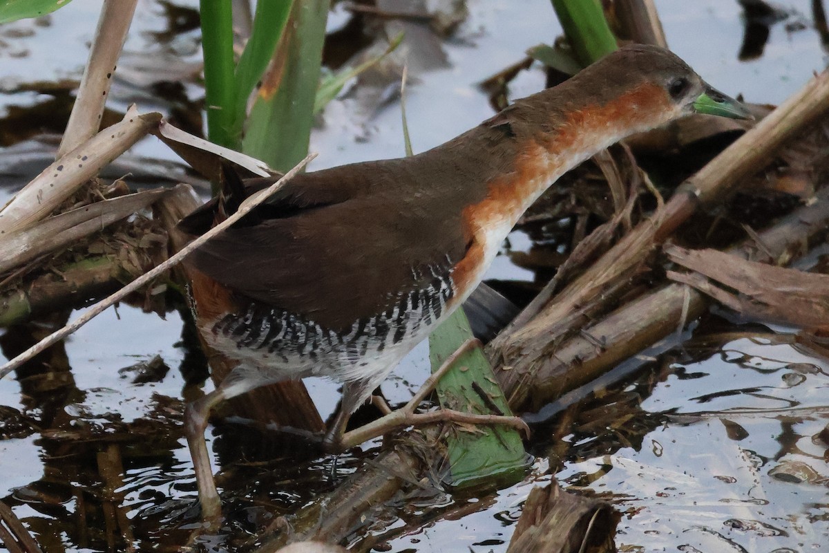 Rufous-sided Crake - Sam Darmstadt