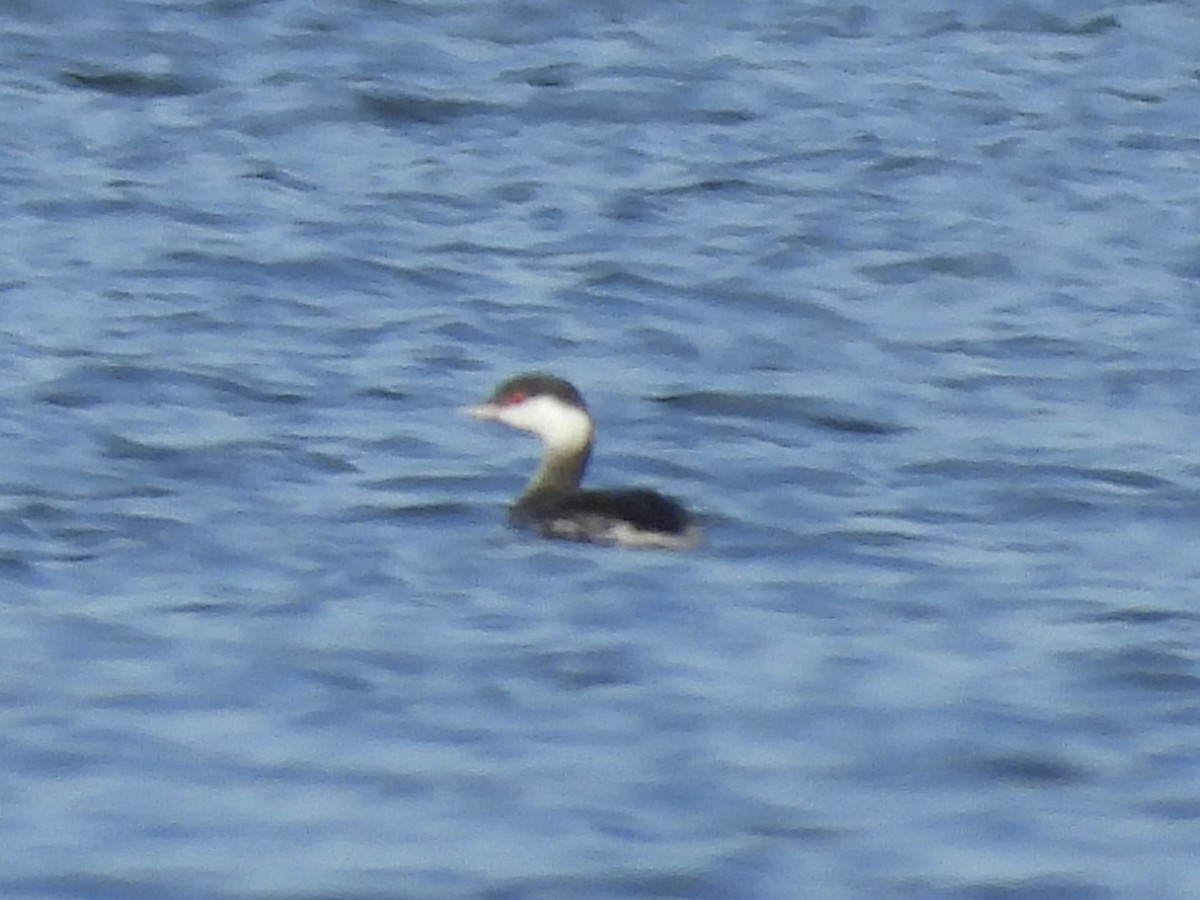 Horned Grebe - ML611704022