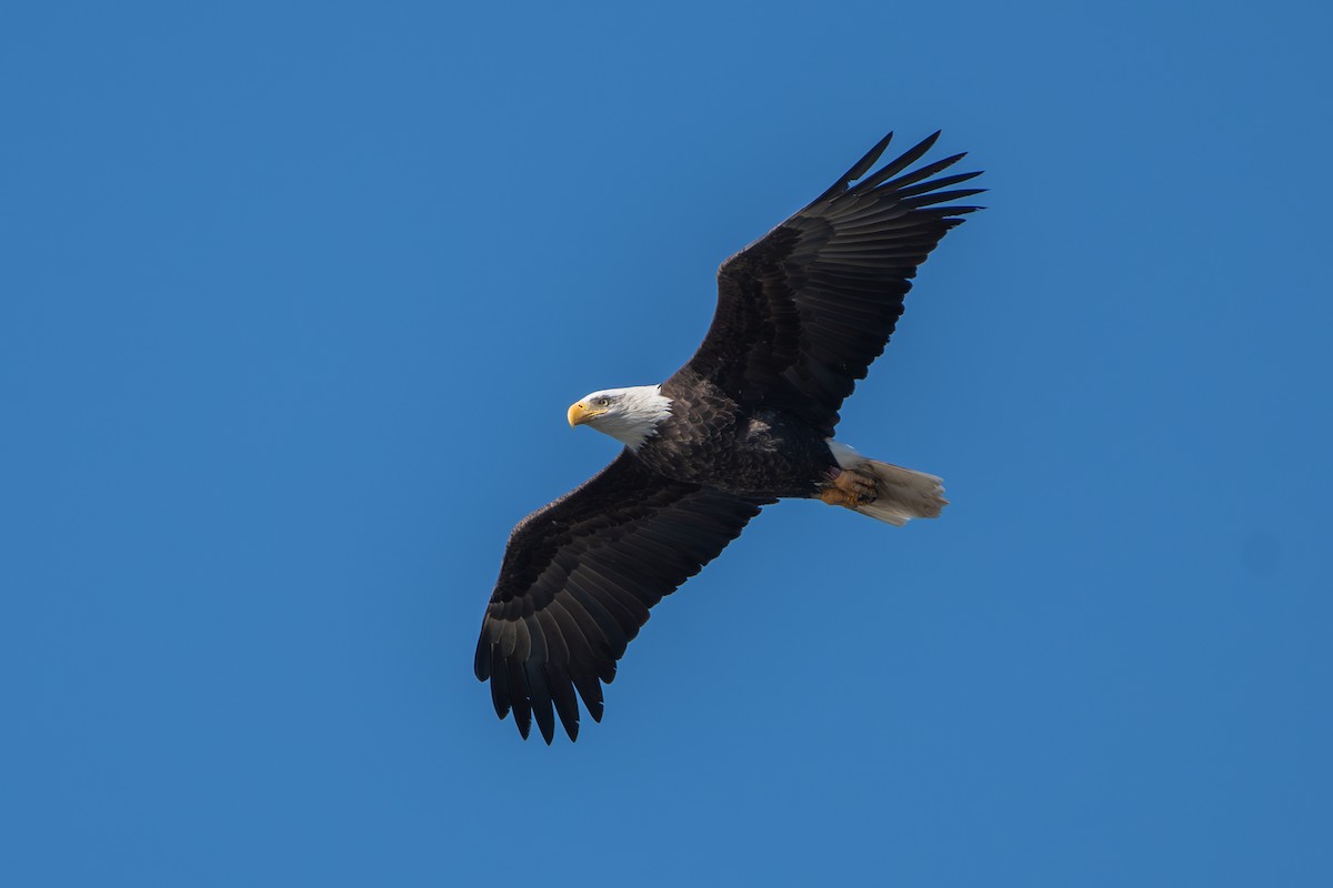 Weißkopf-Seeadler - ML611704170