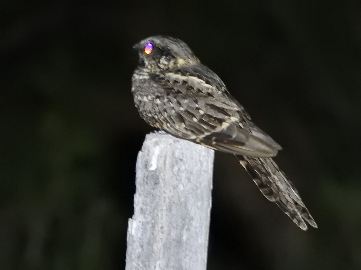 Scissor-tailed Nightjar - ML611704183