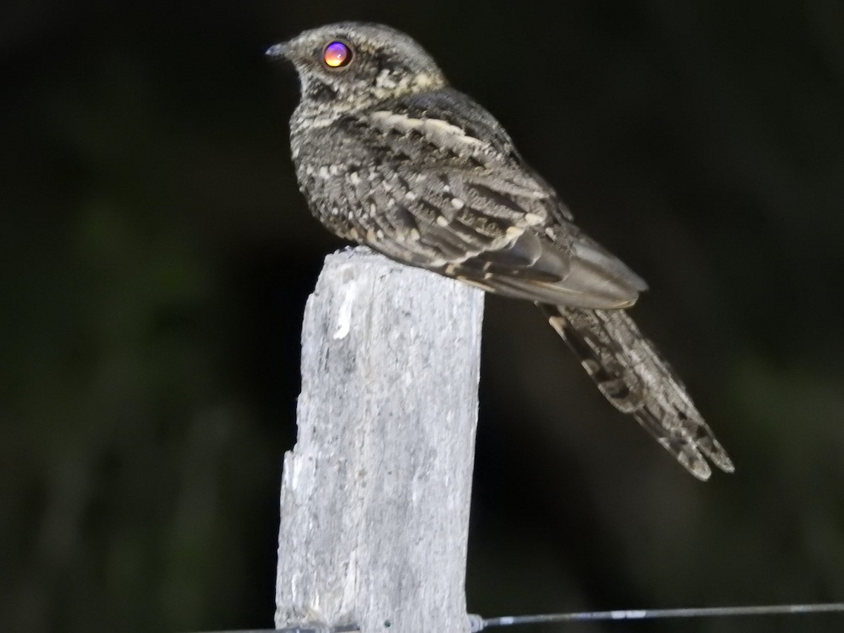 Scissor-tailed Nightjar - Fernando Muñoz