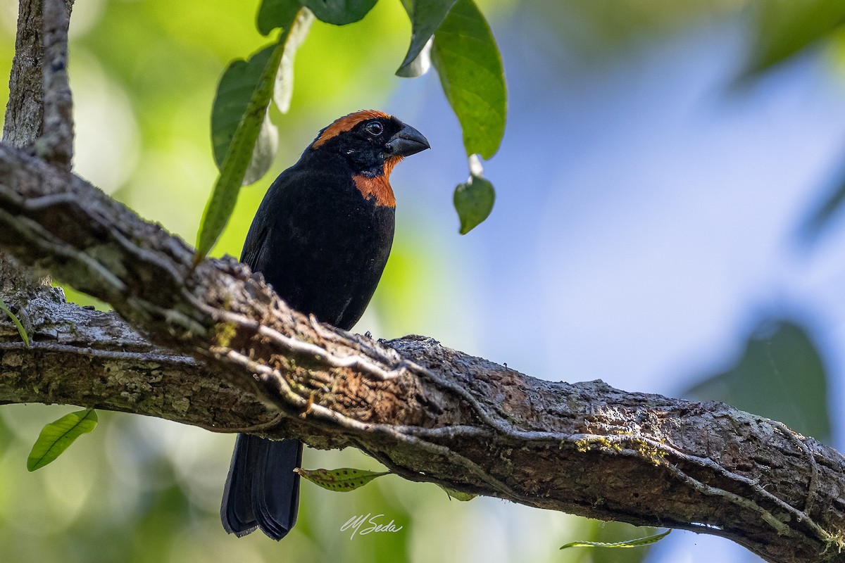 Puerto Rican Bullfinch - Manuel Seda
