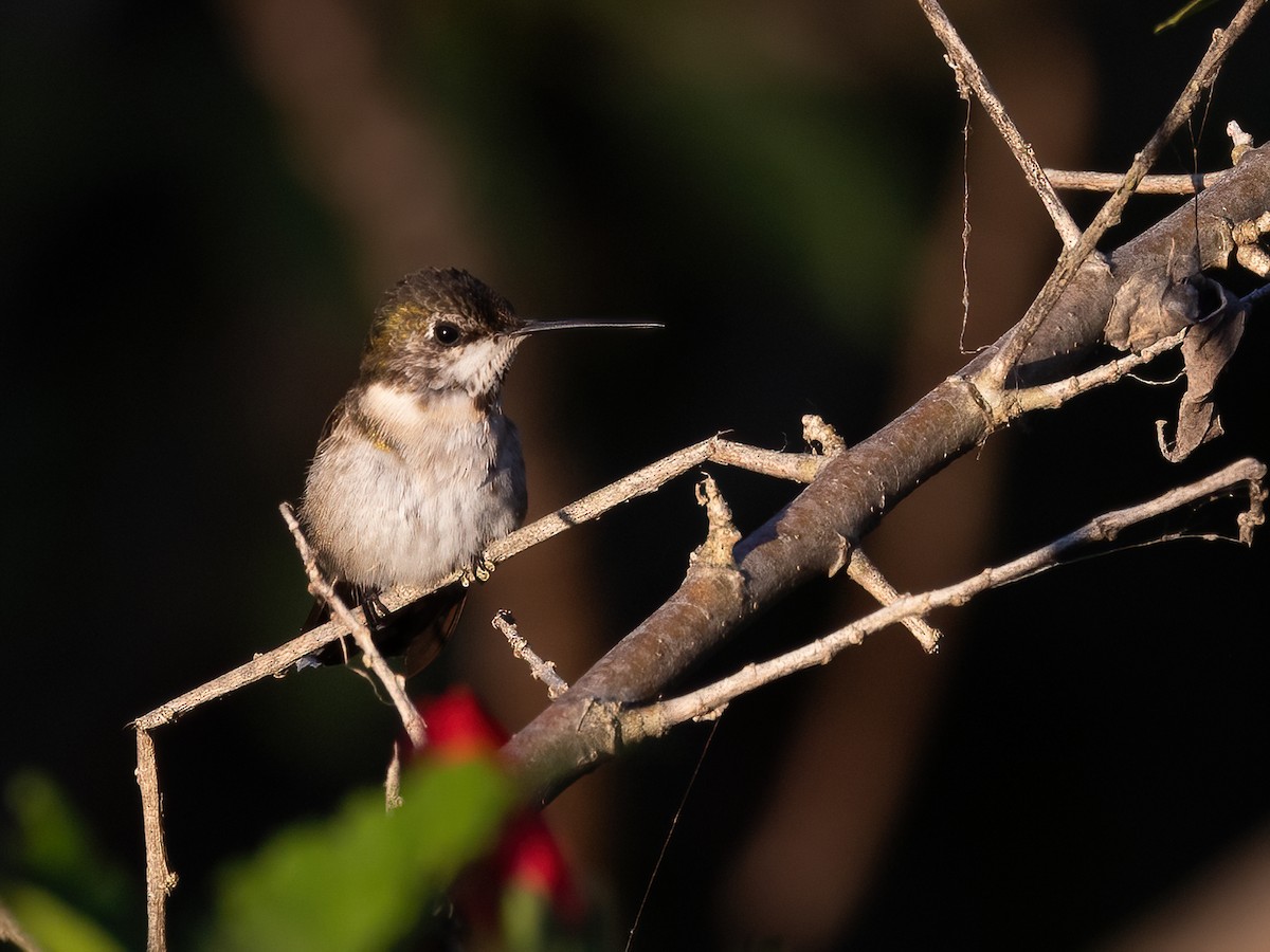 Ruby-throated Hummingbird - ML611704251
