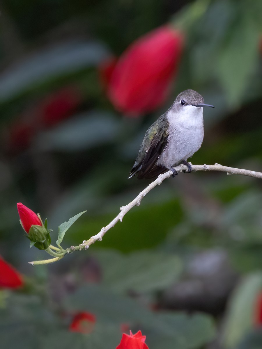 Ruby-throated Hummingbird - ML611704252