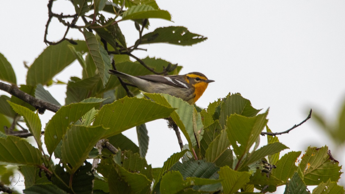 Blackburnian Warbler - ML611704340