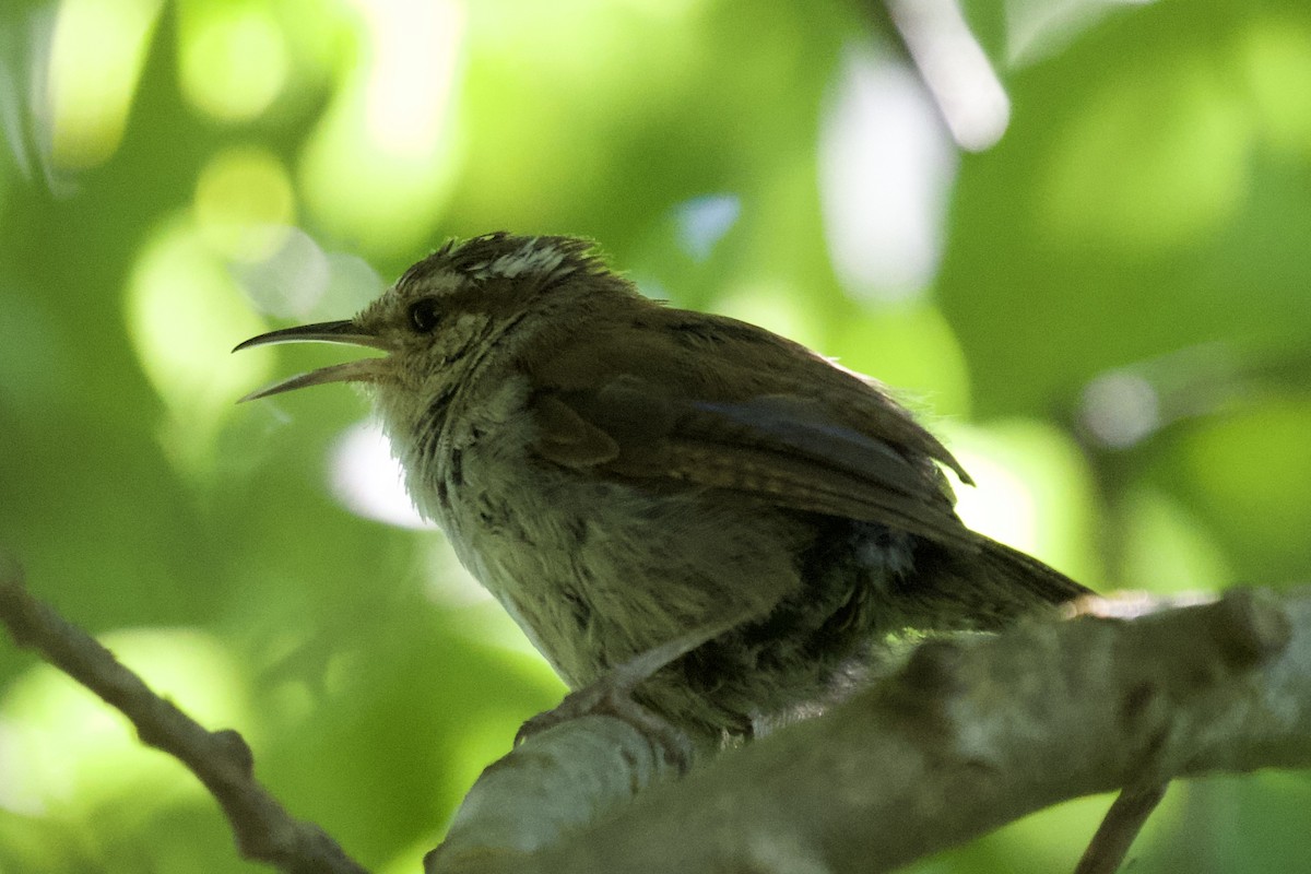 Bewick's Wren - ML611704352