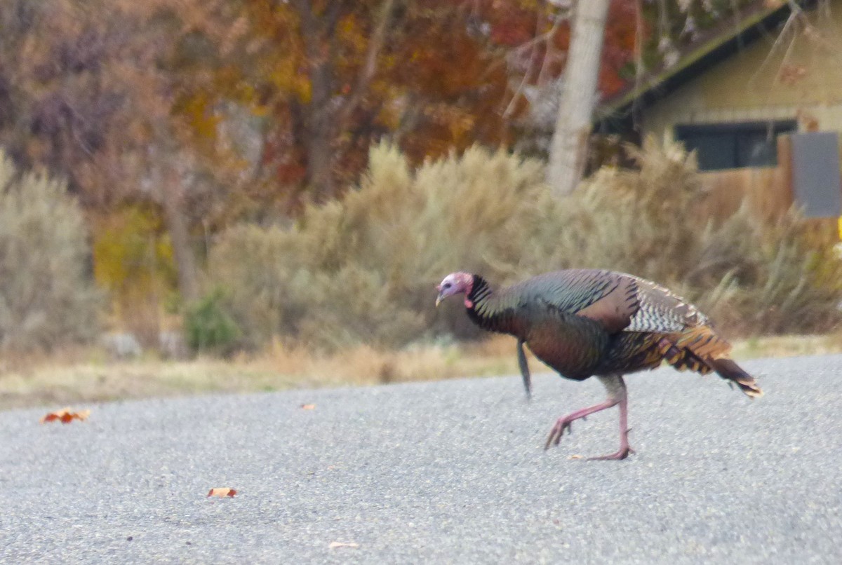 Guajolote Gallipavo - ML611704412