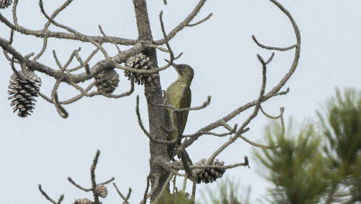 Iberian Green Woodpecker - Francisco Pires