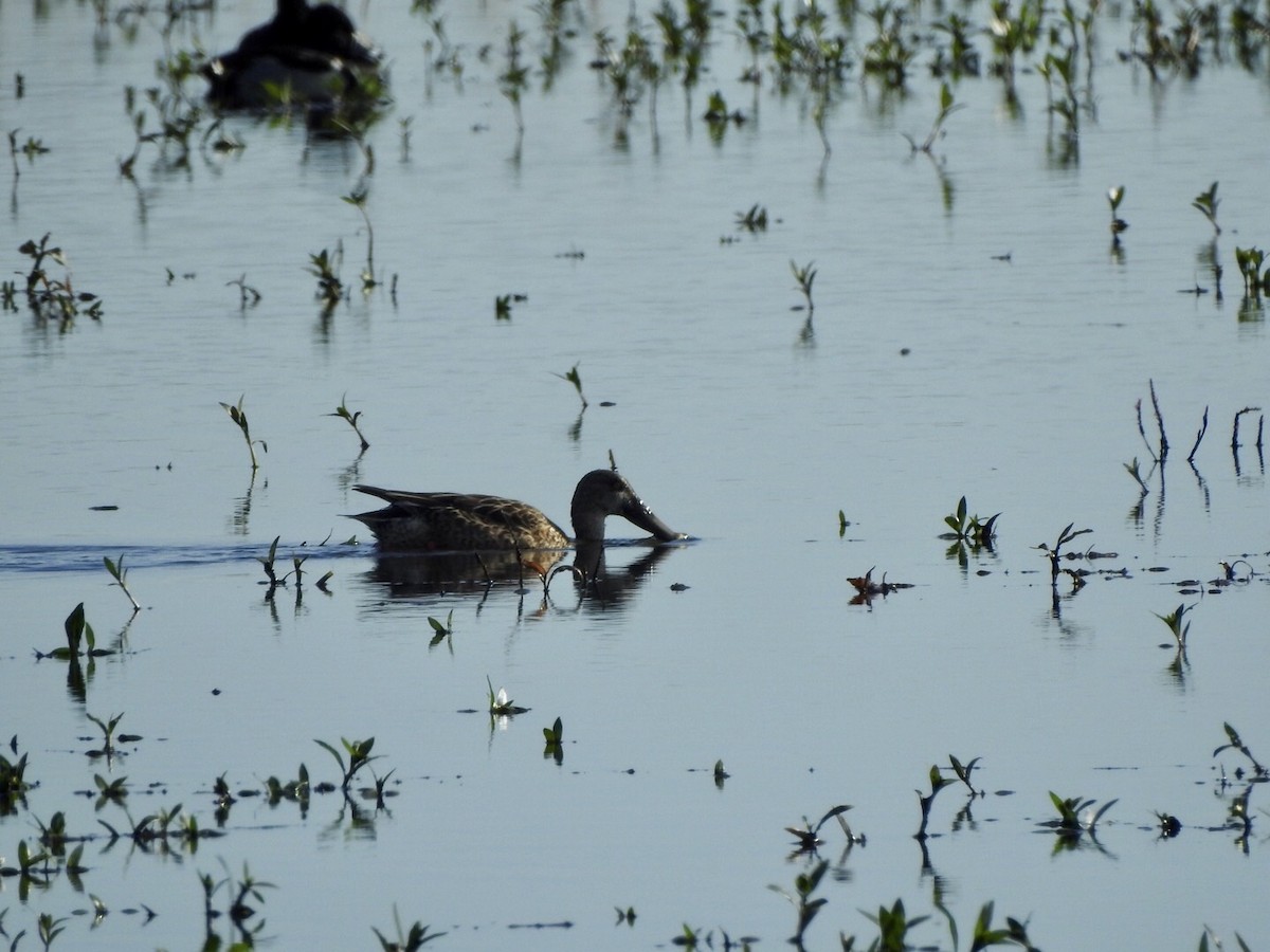 Northern Shoveler - ML611704478