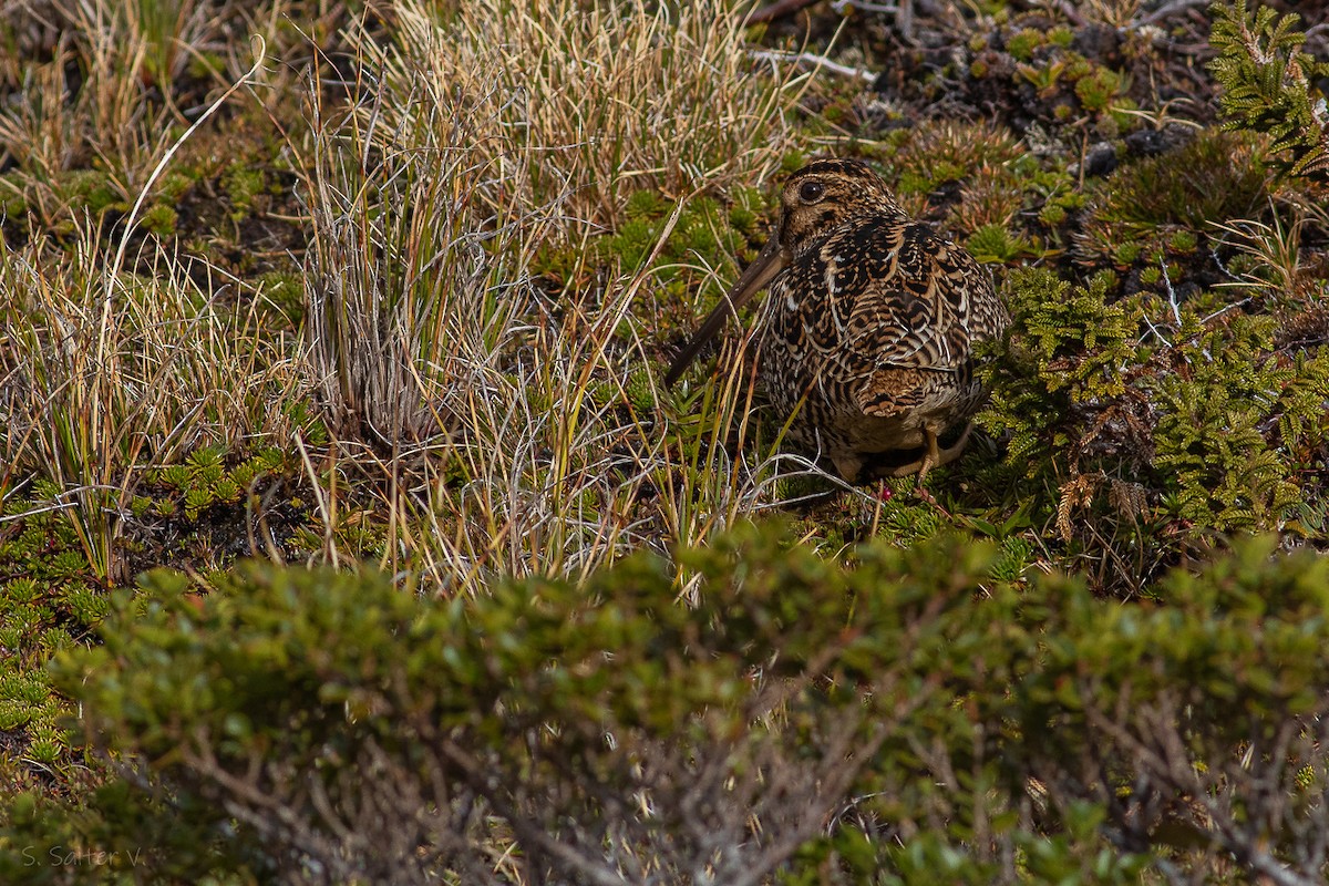 Fuegian Snipe - Sebastián Saiter Villagrán