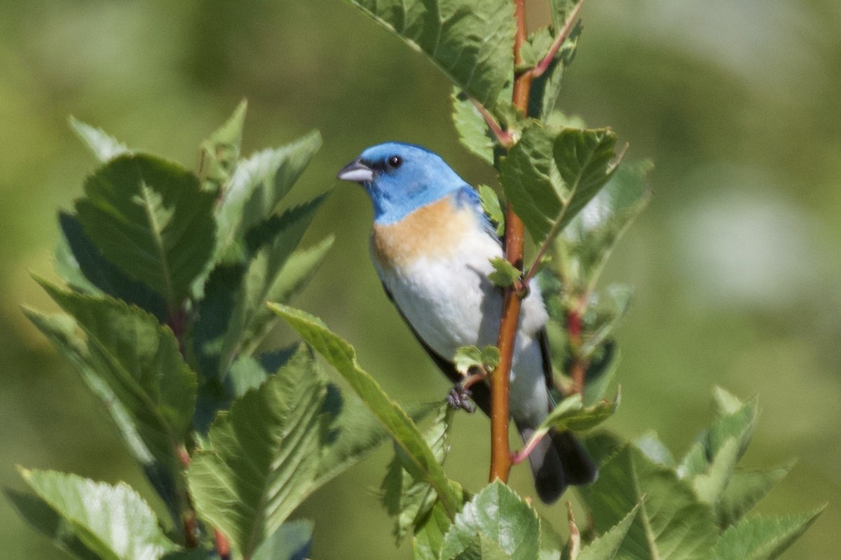 Lazuli Bunting - Otto Mayer