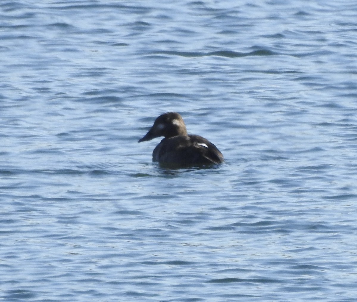 White-winged Scoter - ML611704561