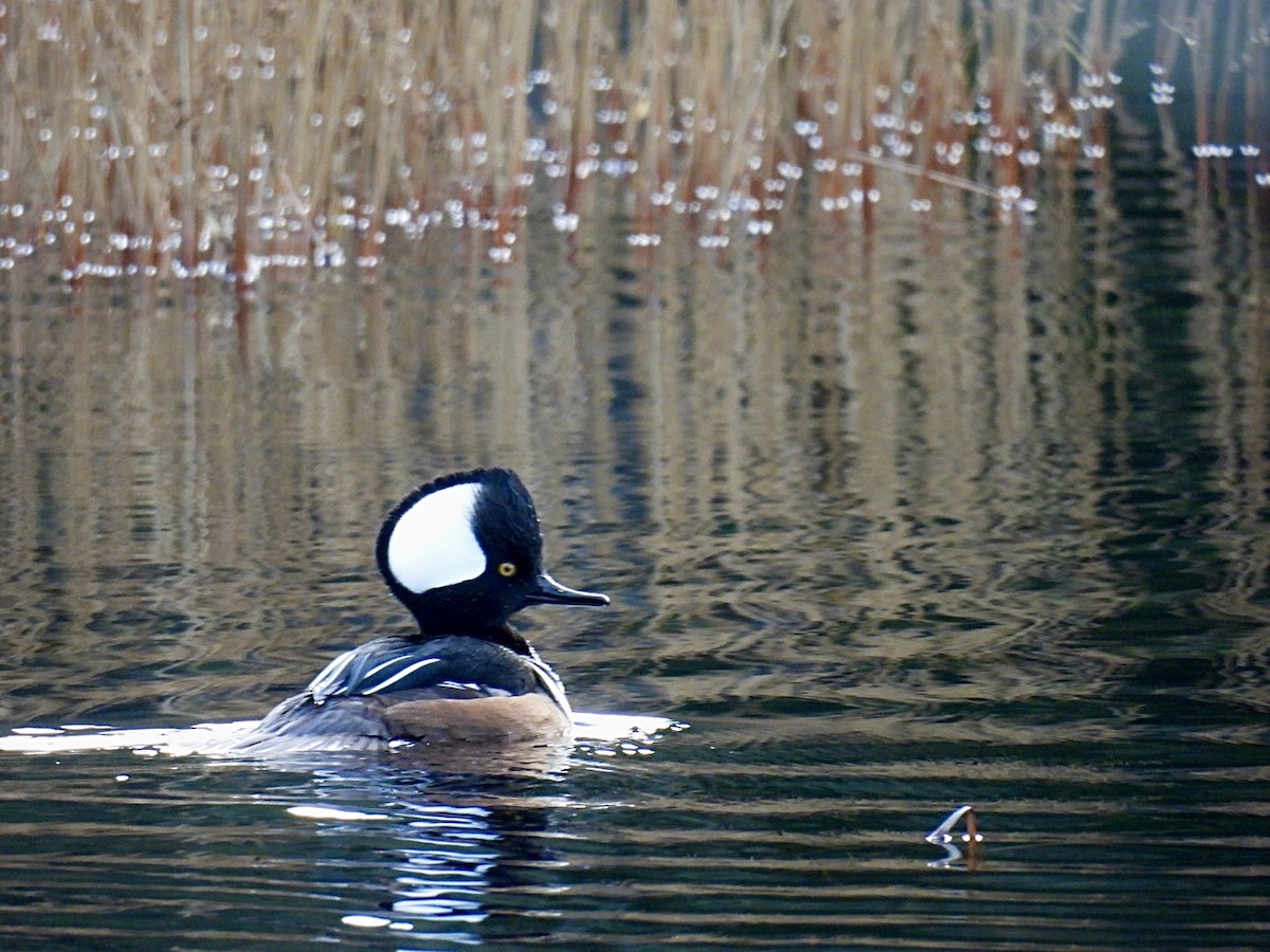 Hooded Merganser - Donna Reis