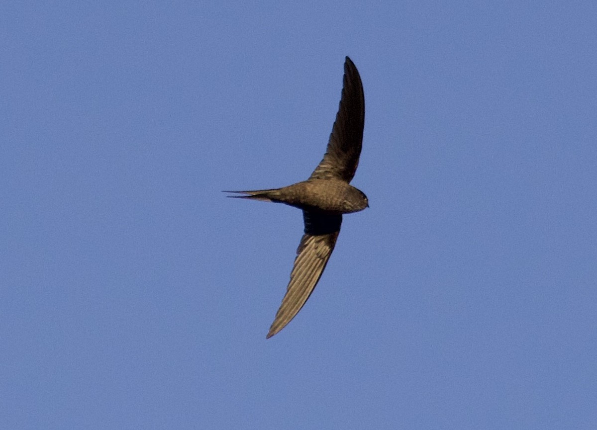 Malagasy Palm Swift (Madagascar) - ML611704672