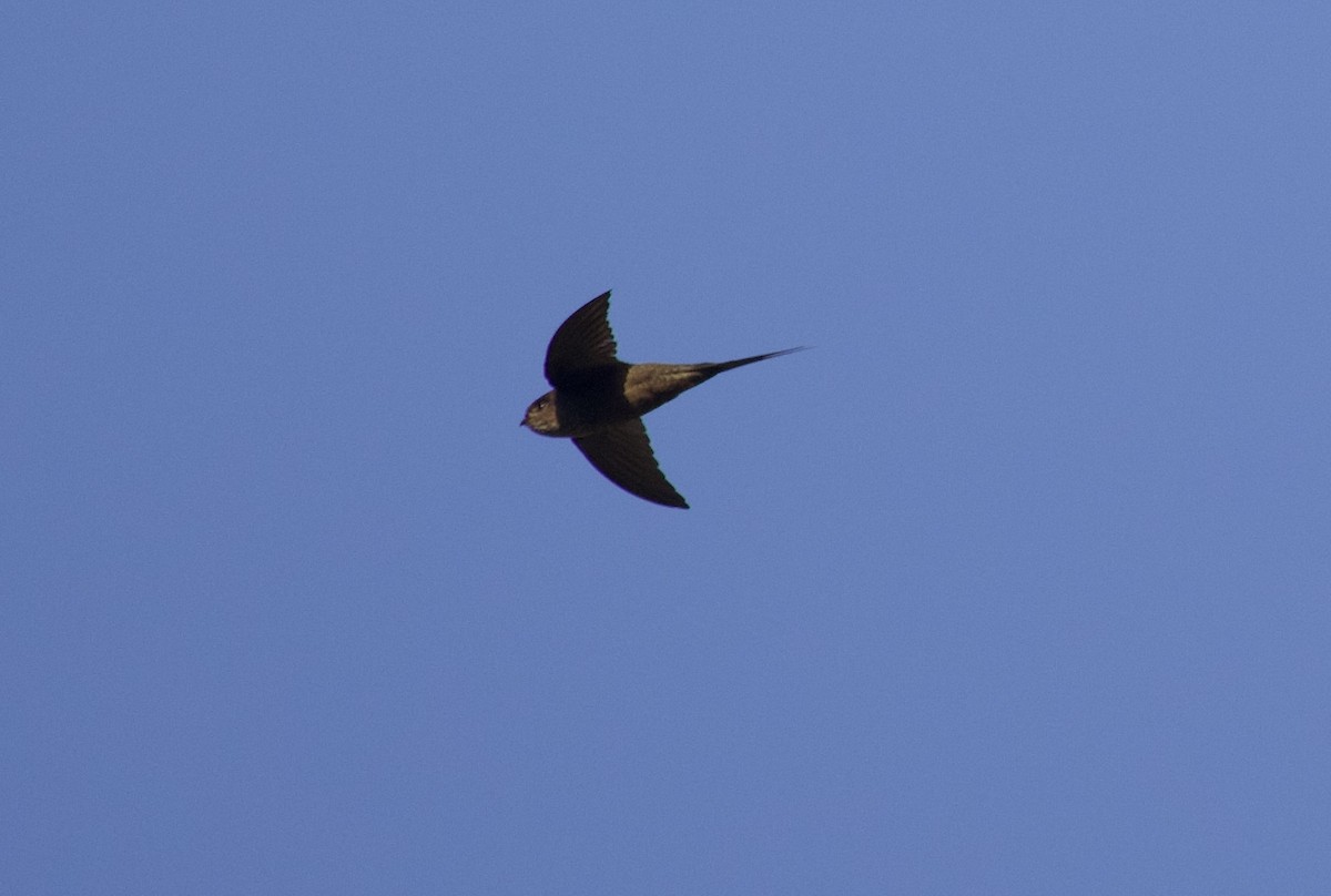 Malagasy Palm Swift (Madagascar) - ML611704684