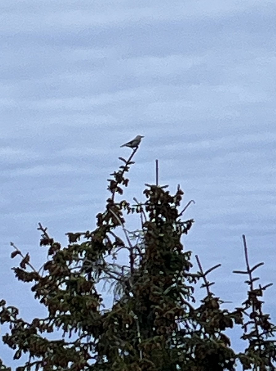 Clark's Nutcracker - ML611704699