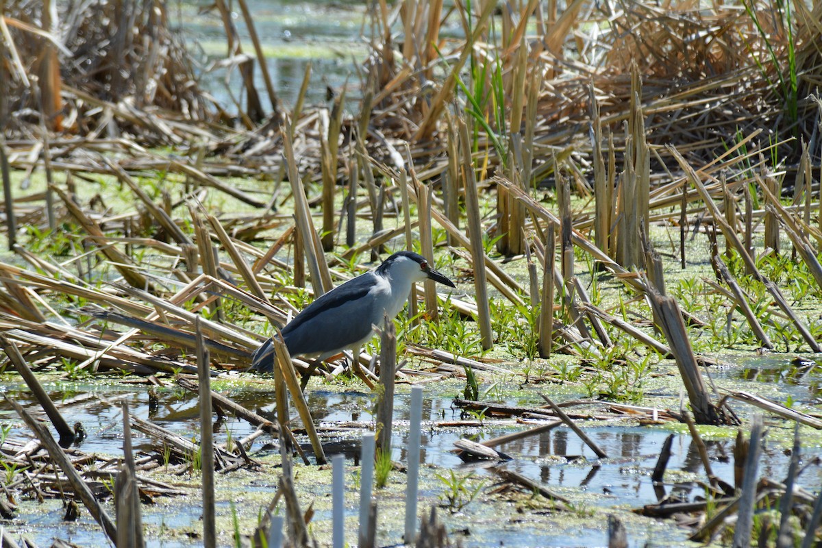 Black-crowned Night Heron - Nate Brown