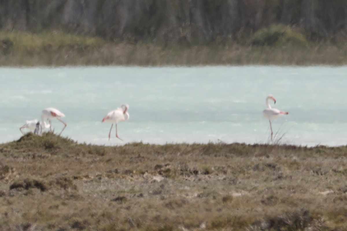 Lesser Flamingo - ML611704720