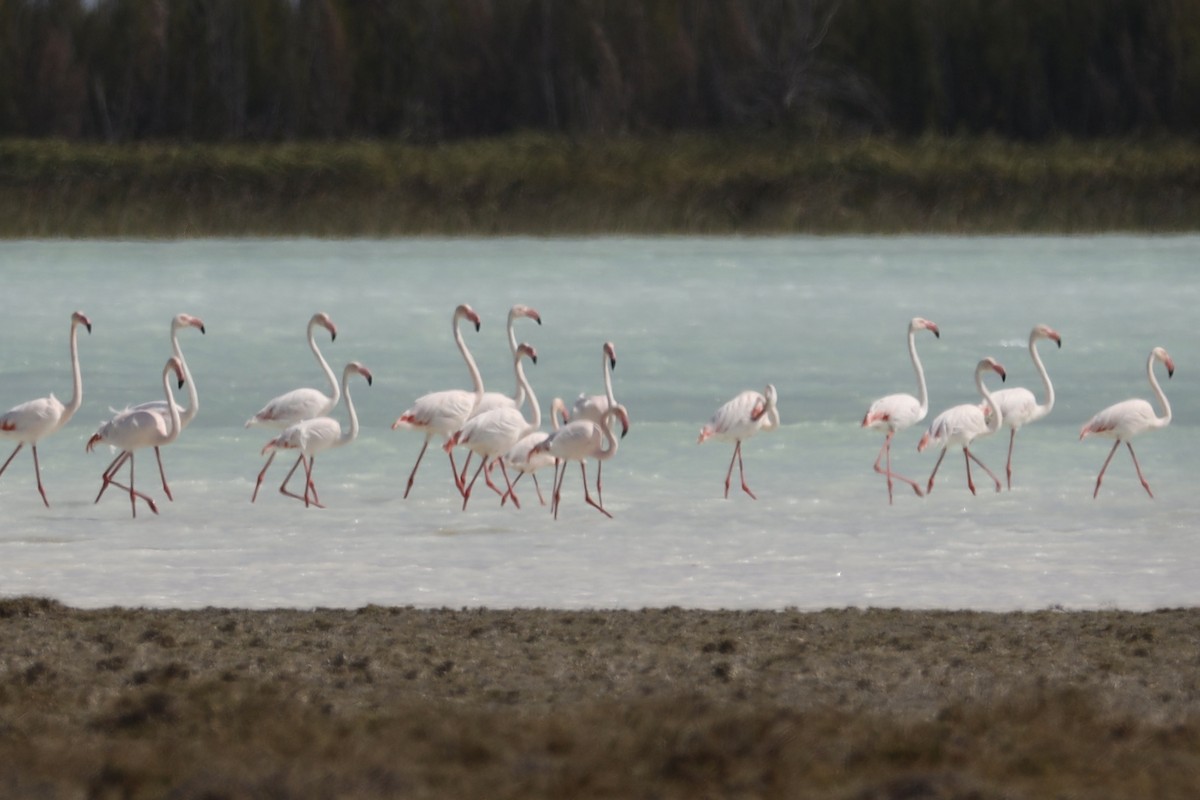 Lesser Flamingo - ML611704742