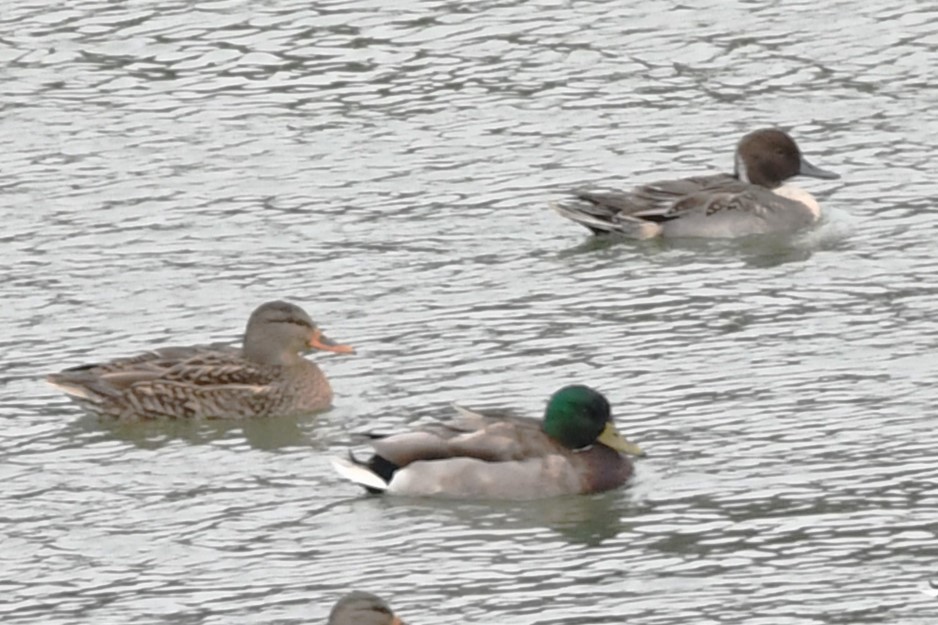 Northern Pintail - Bill Ostrander