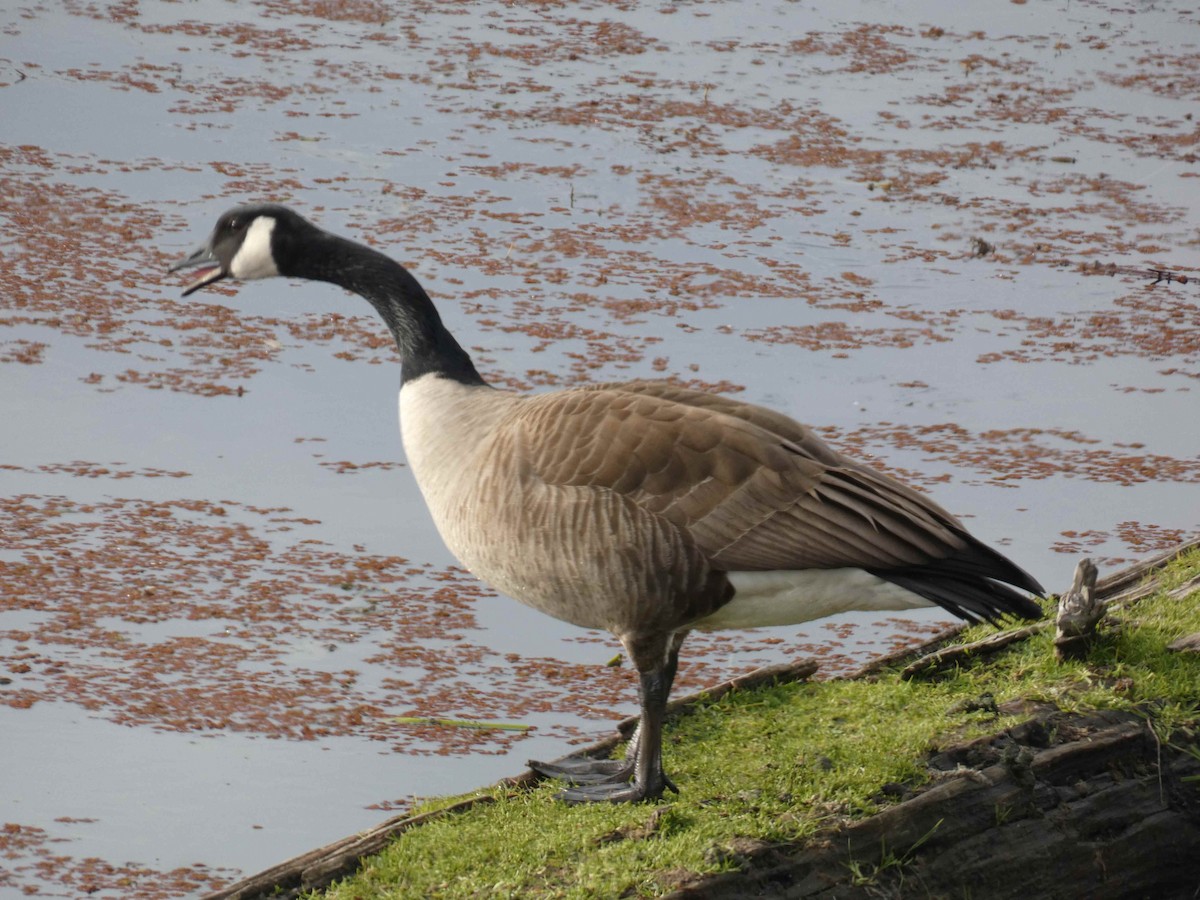 Canada Goose - ML611704897