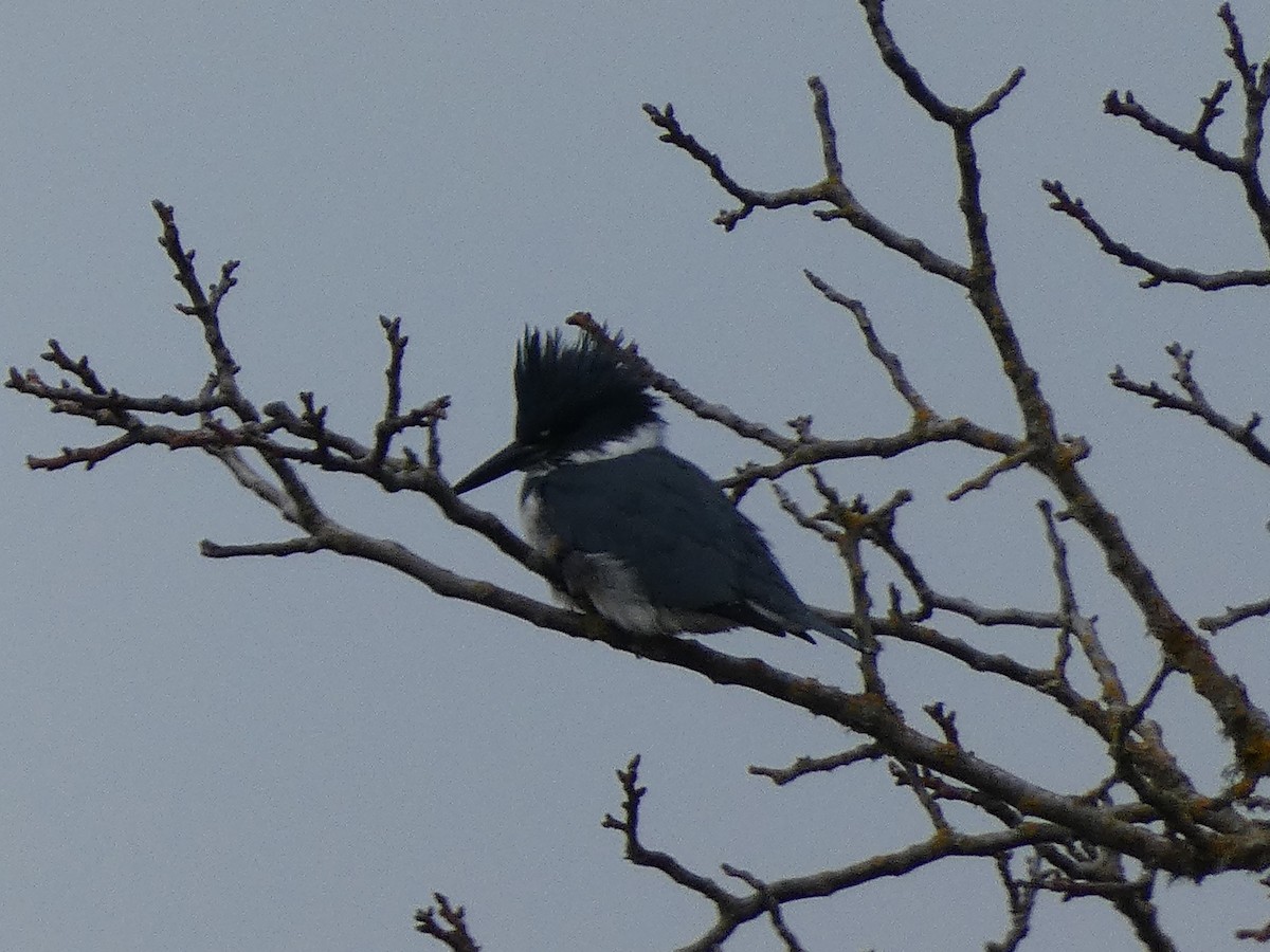 Belted Kingfisher - ML611704929