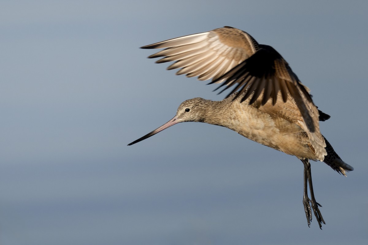 Marbled Godwit - ML611705029