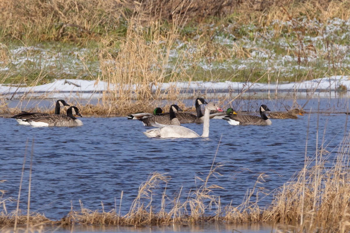 Tundra Swan - Lyall Bouchard