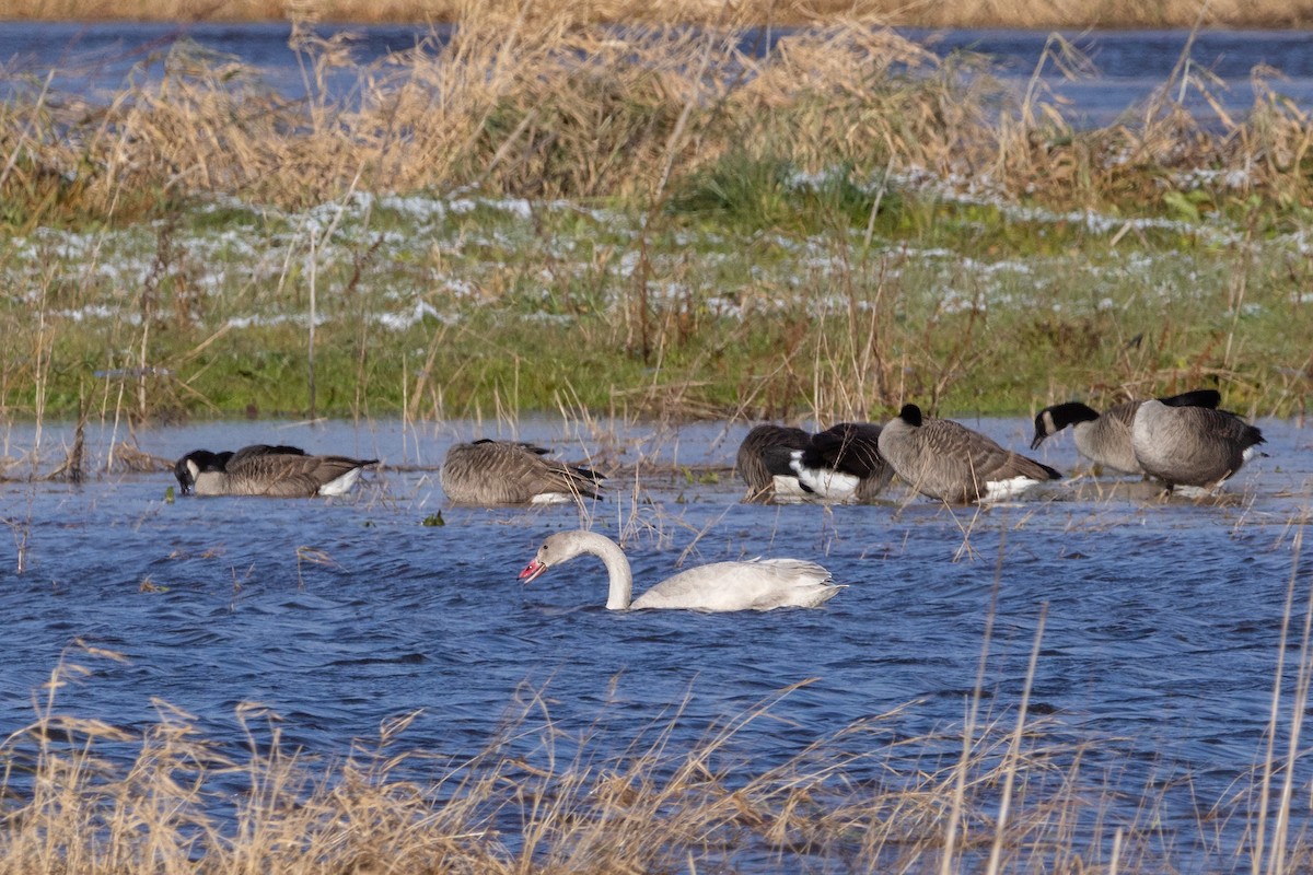 Tundra Swan - Lyall Bouchard