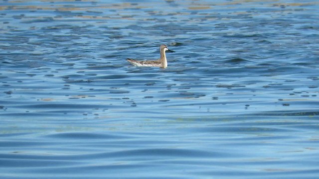 Wilson's Phalarope - ML611705161