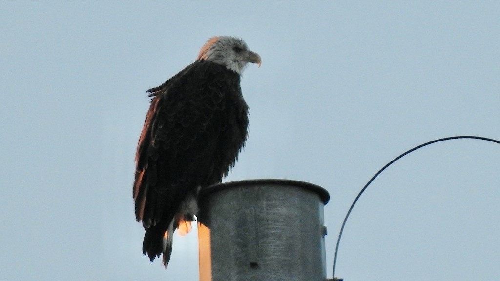 Bald Eagle - ML611705236