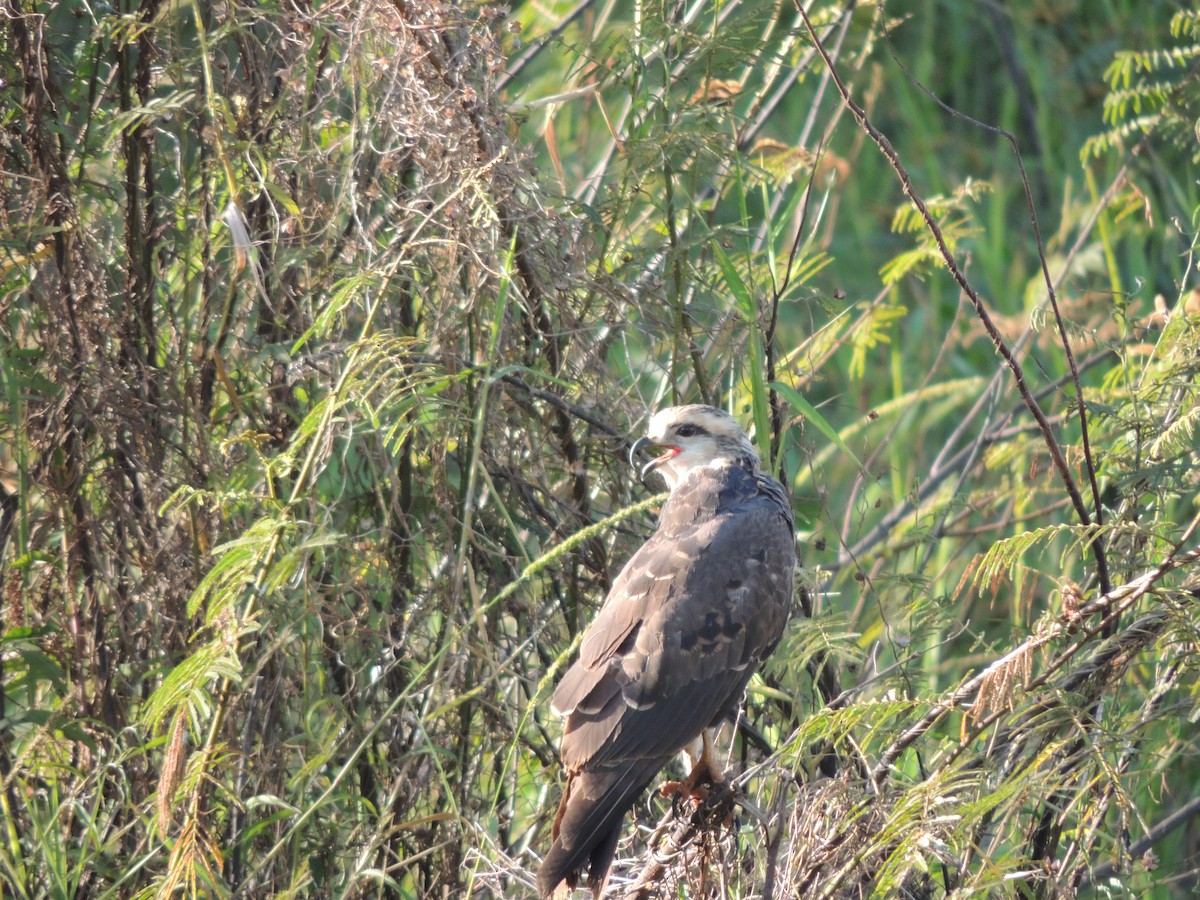 Snail Kite - Carolina Dávila