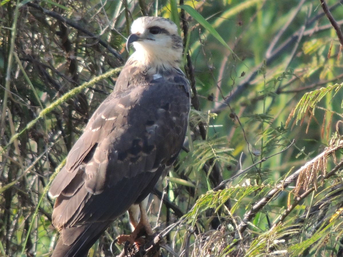 Snail Kite - Carolina Dávila