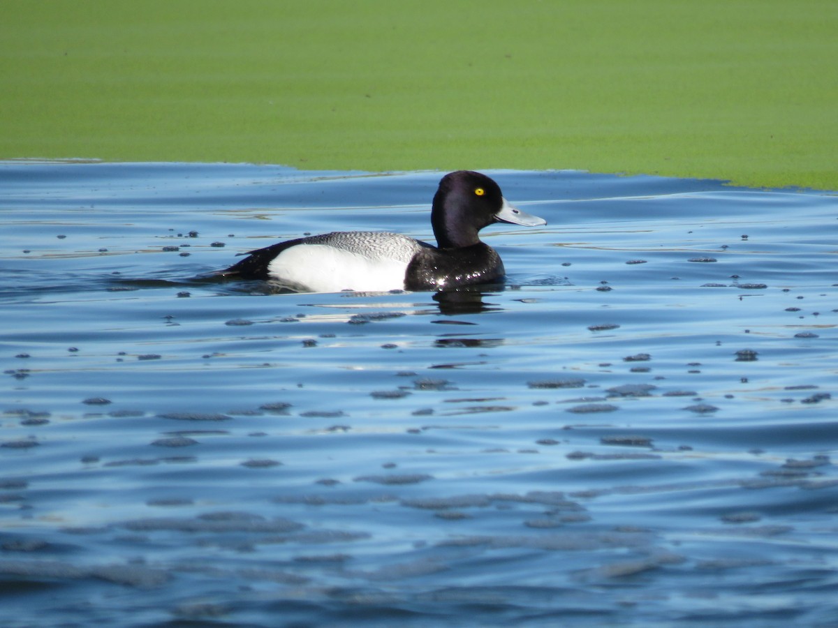 Lesser Scaup - ML611705321