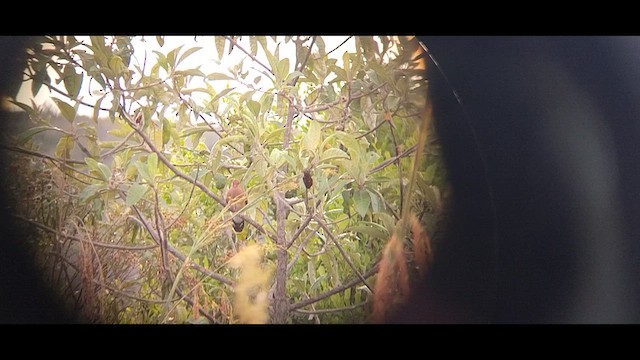 Blue-eyed Ground Dove - ML611705398