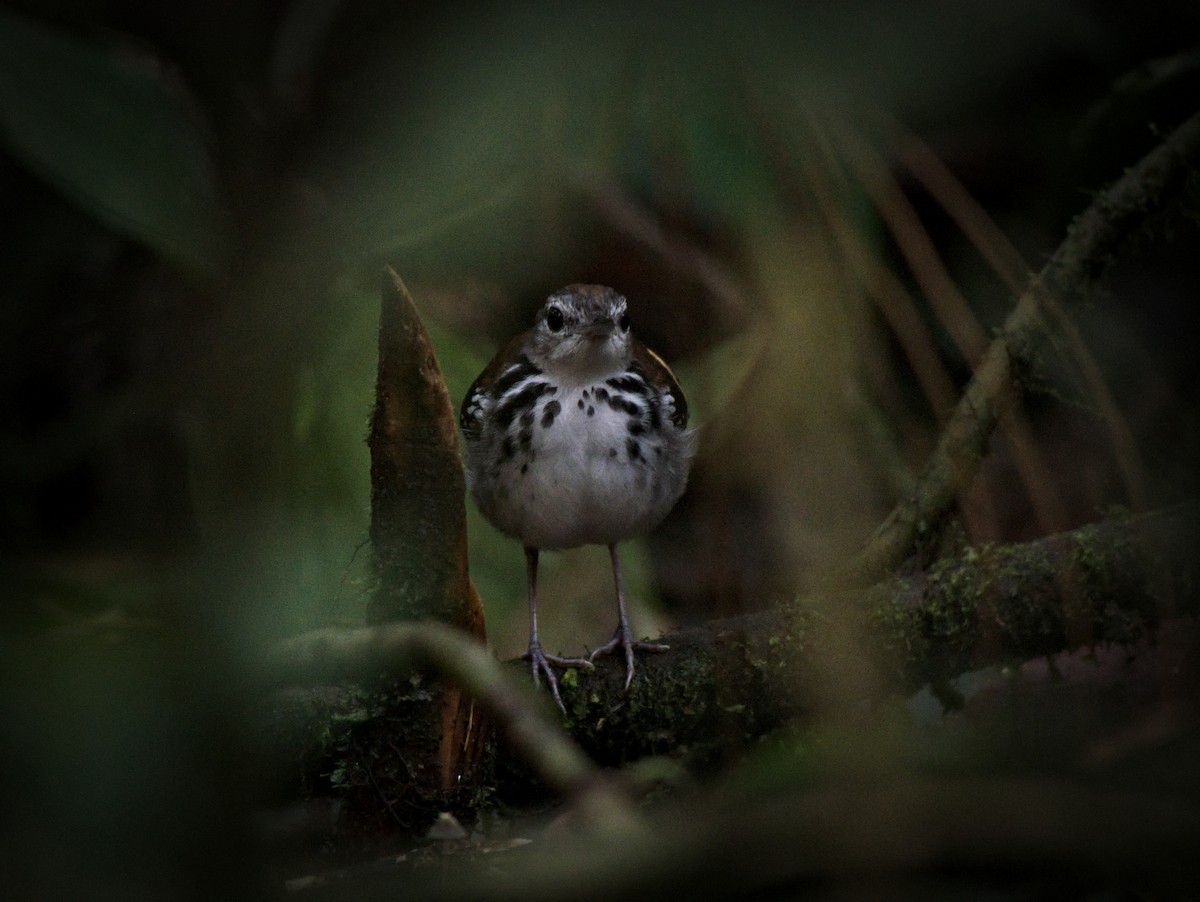 Banded Antbird - ML611705415