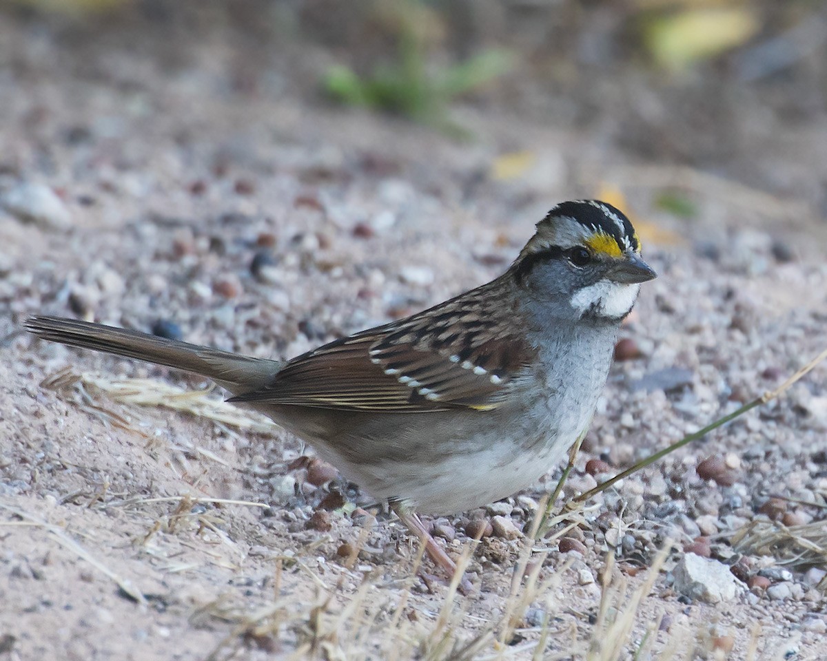 White-throated Sparrow - ML611705430