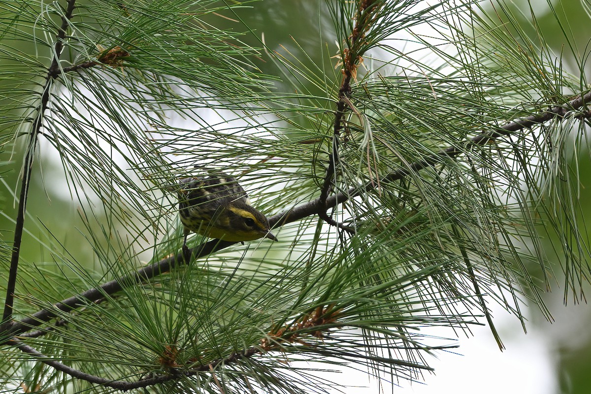 Blackburnian Warbler - ML611705431