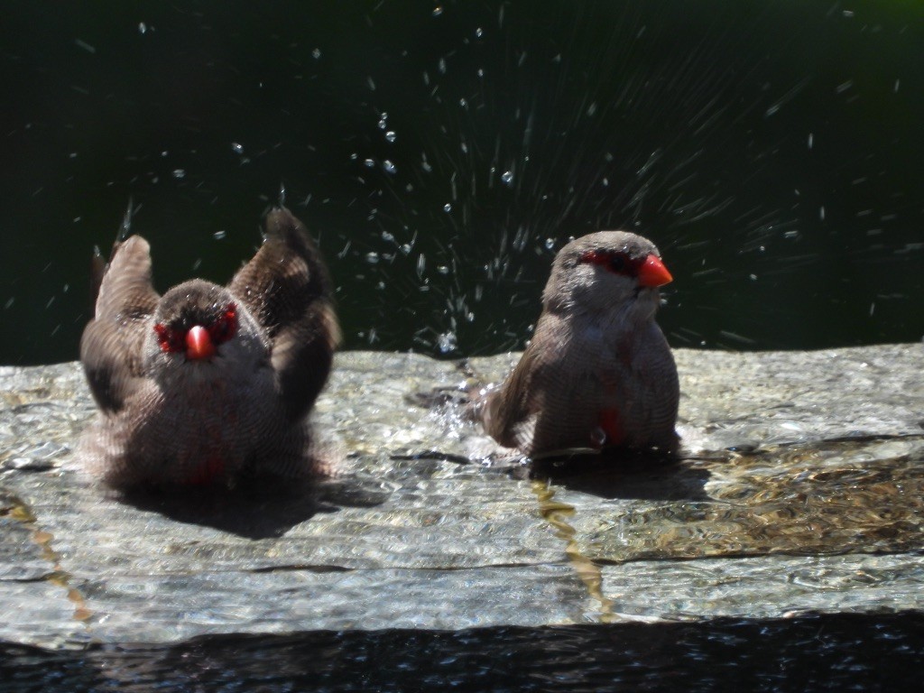 Common Waxbill - ML611705571