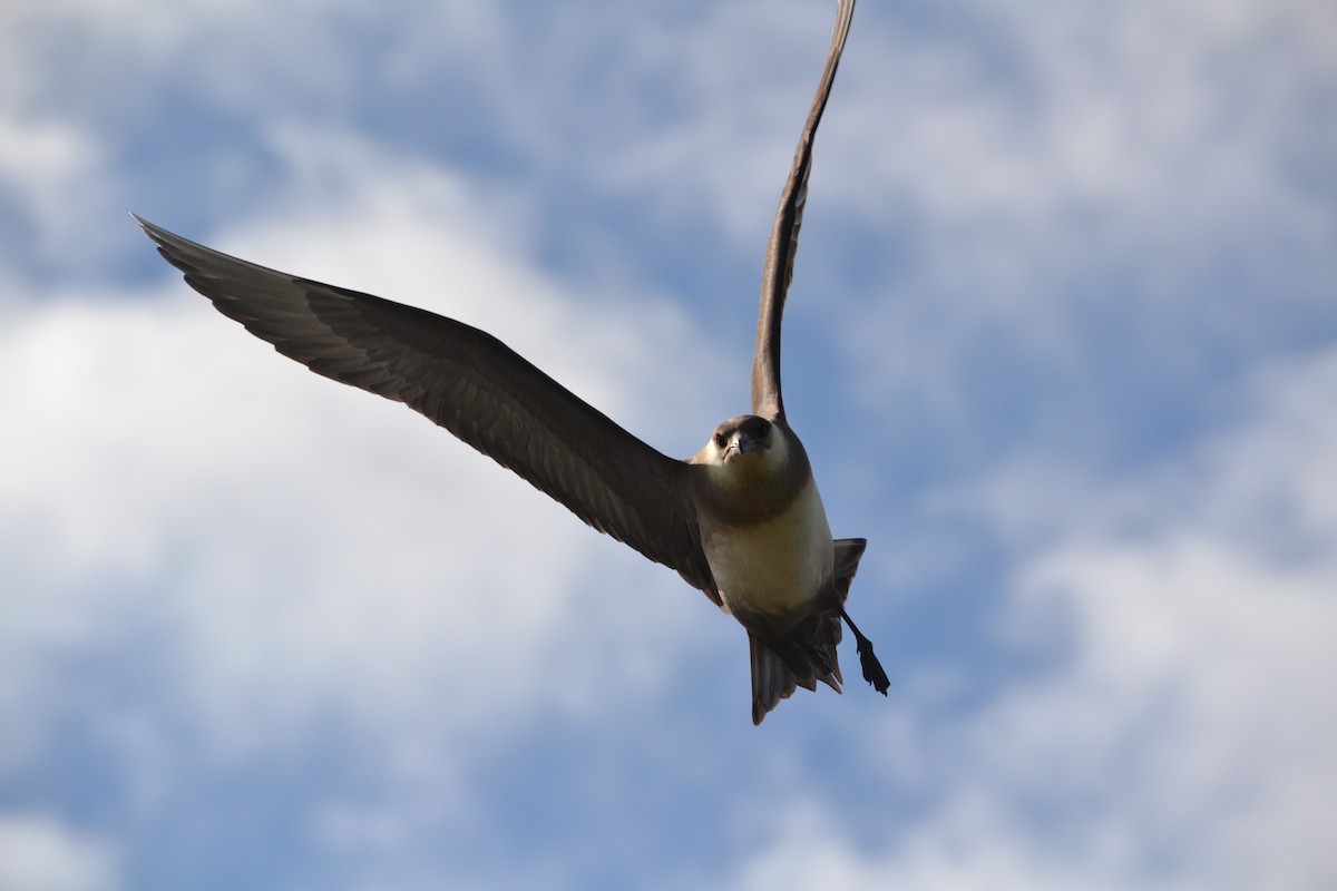 Parasitic Jaeger - ML611705635