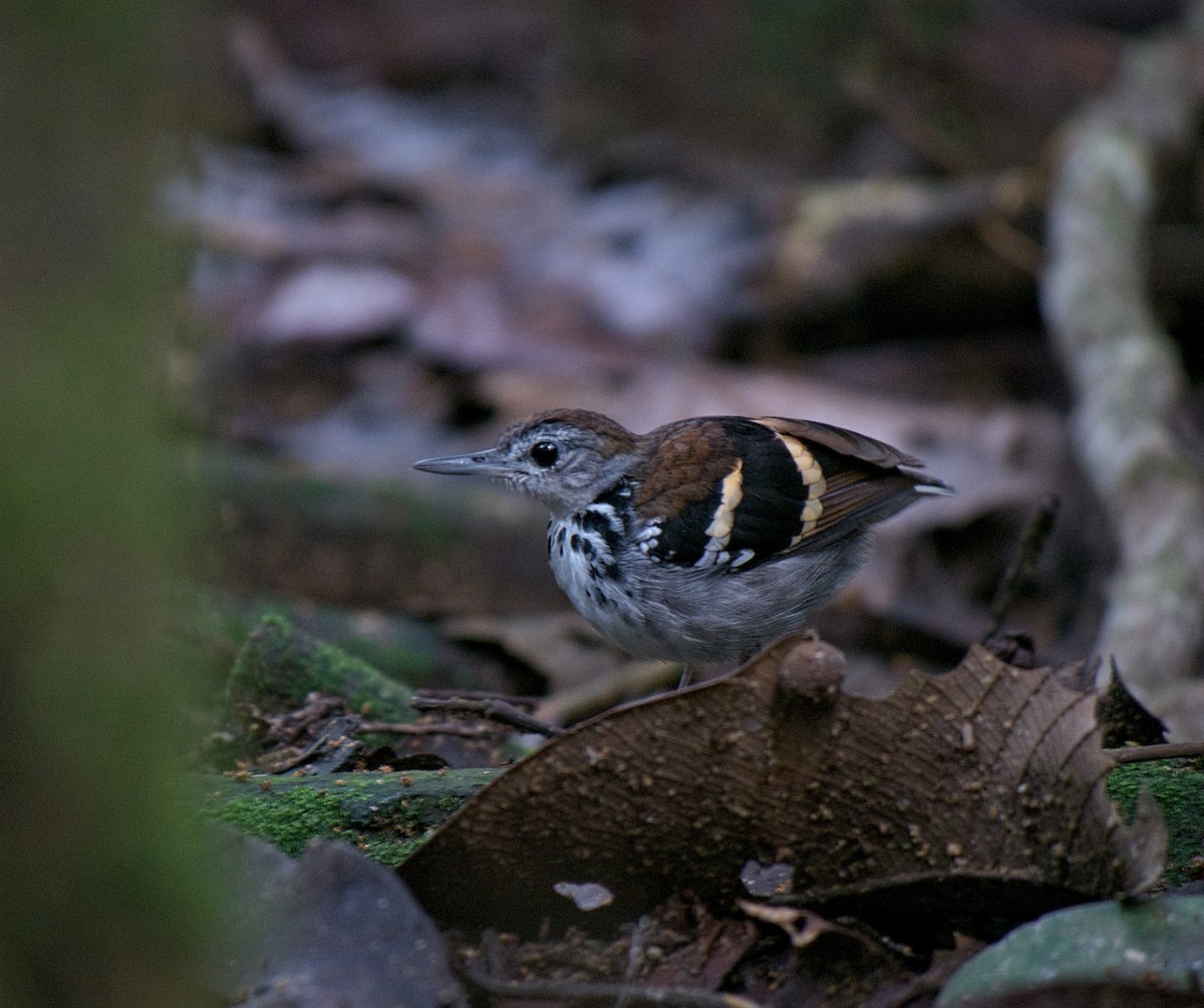 Banded Antbird - ML611705669