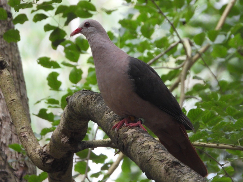 Pink Pigeon - ML611705686