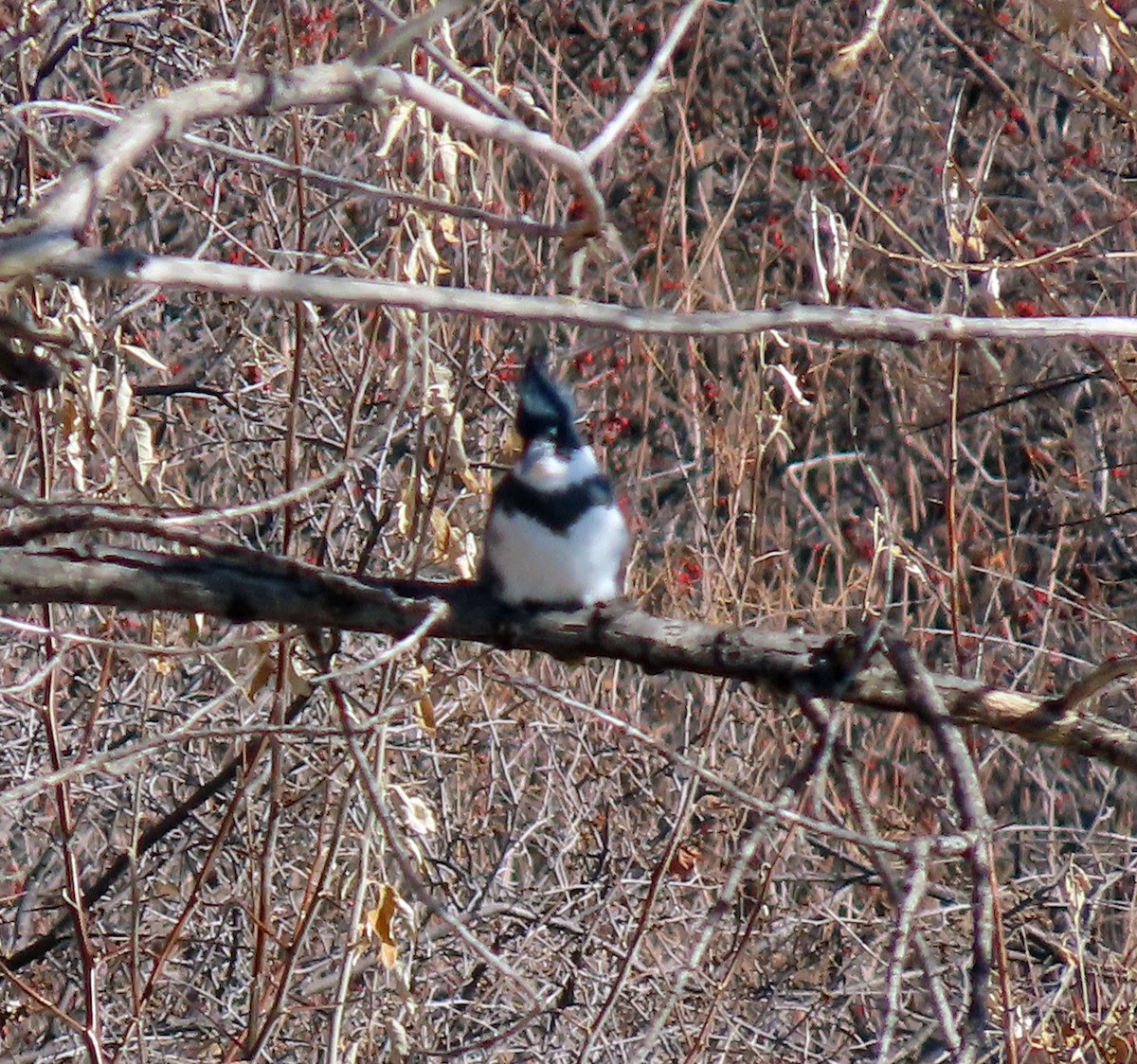 Belted Kingfisher - ML611705705